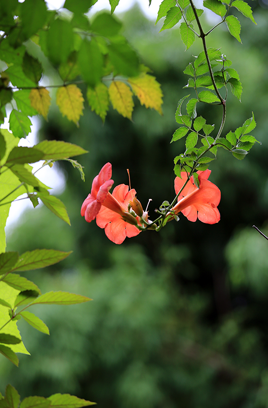 凌霄花