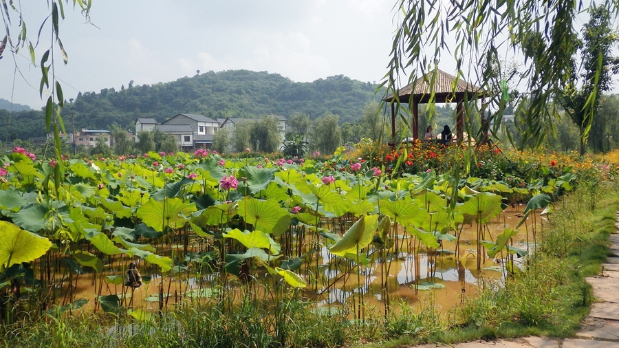 爱莲湖湿地公园