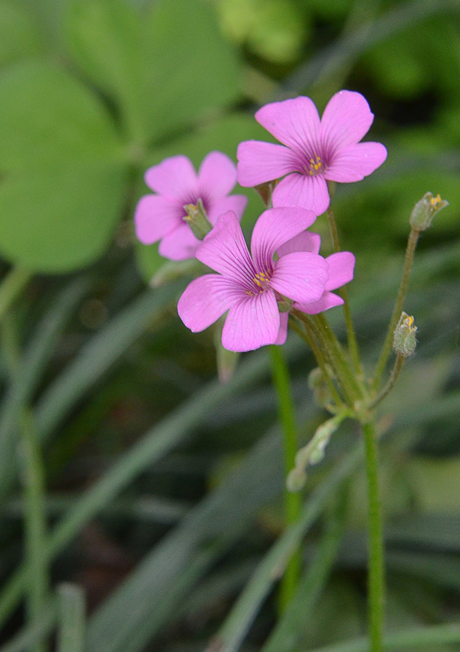 花花草草