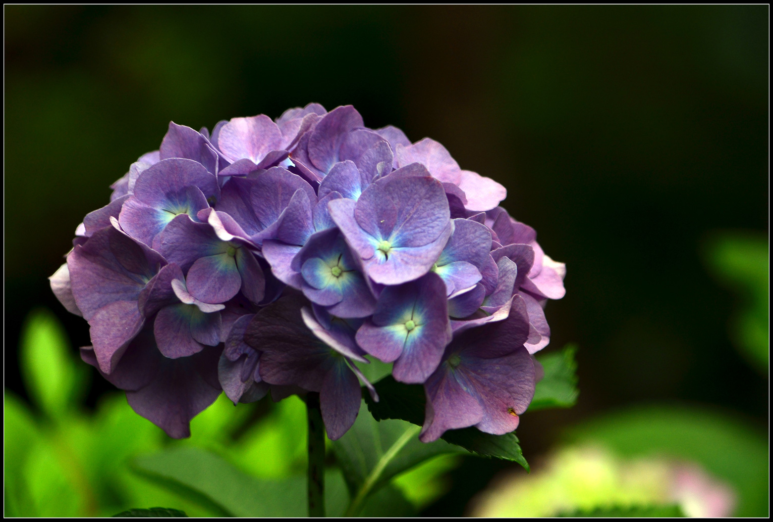 花团锦簇的八仙花