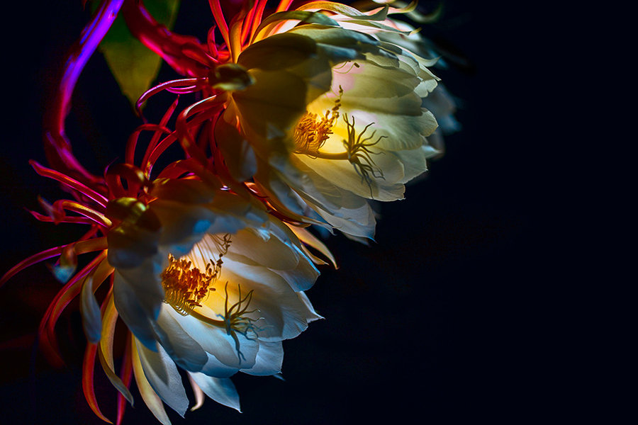 昙花