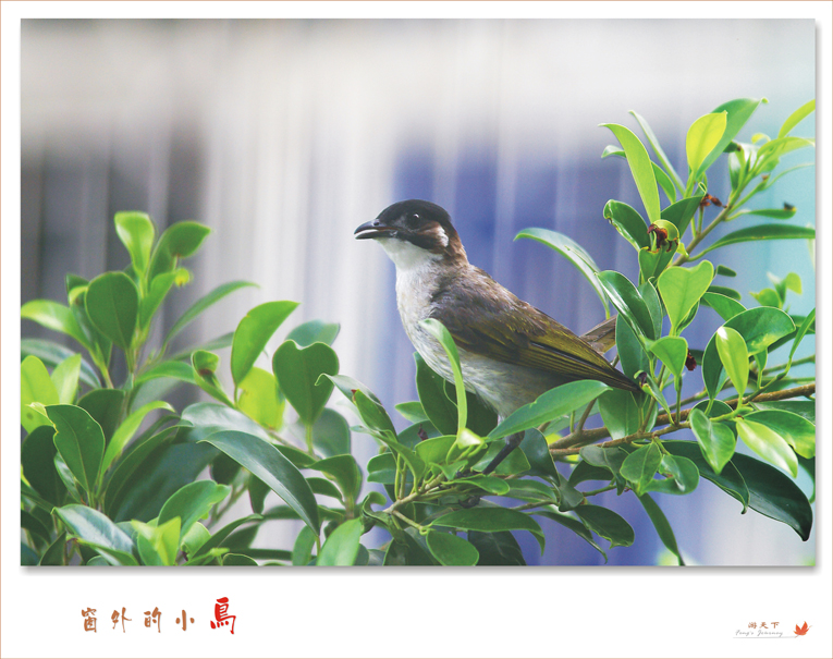 窗外的小鸟