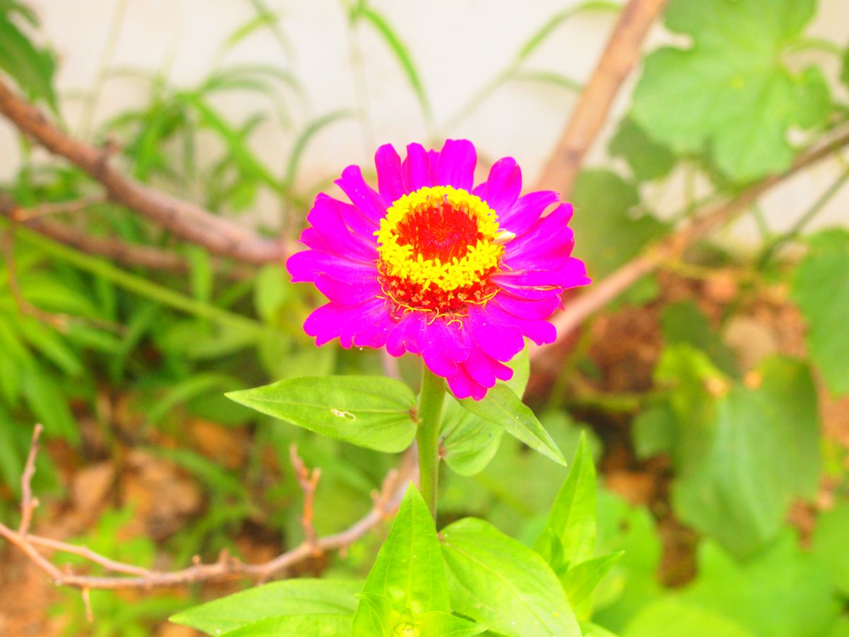 家花,野花,花花生态美