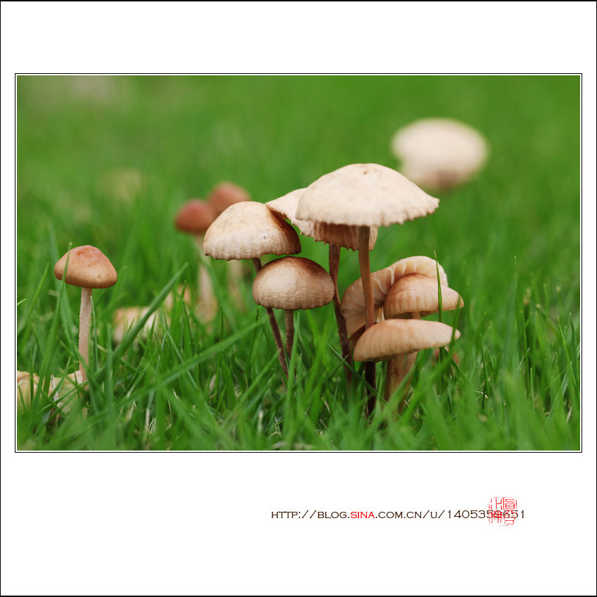 【清新小蘑菇摄影图片】生活摄影