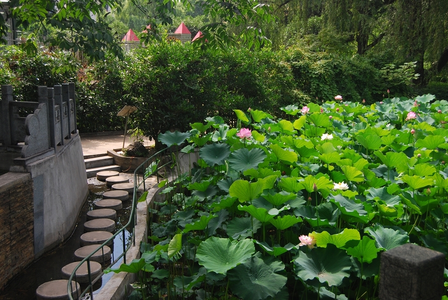 【美丽西安--西安植物园摄影图片】风光旅游摄