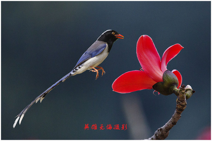 【红嘴蓝鹊摄影图片】深圳生态摄影