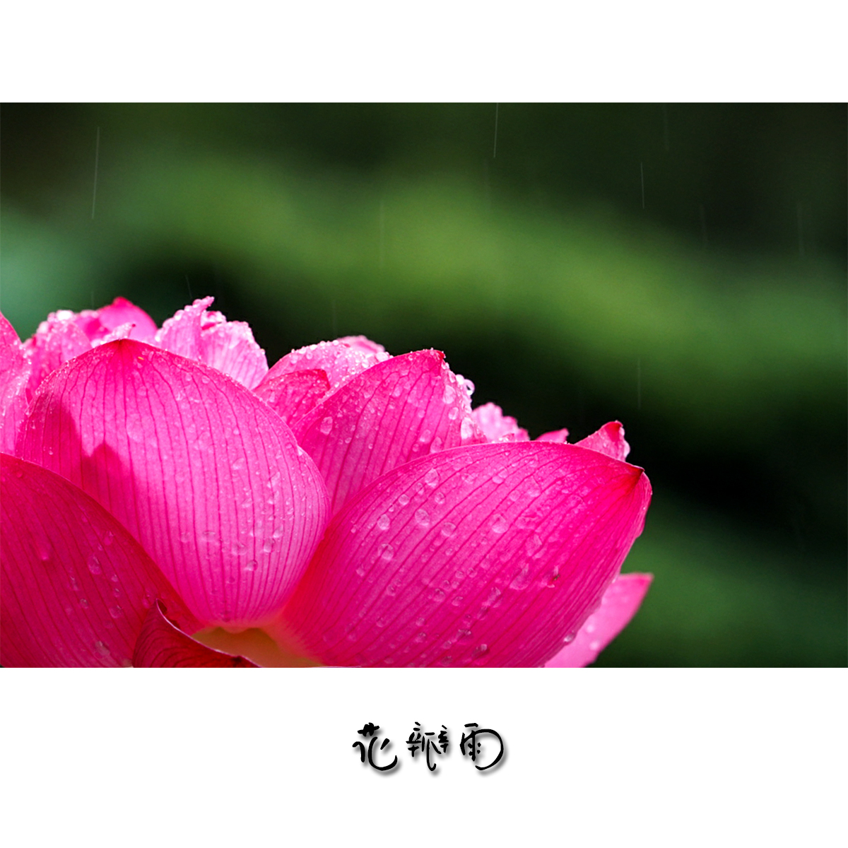雨滴 雨后 玫瑰花瓣 - Pixabay上的免费照片 - Pixabay