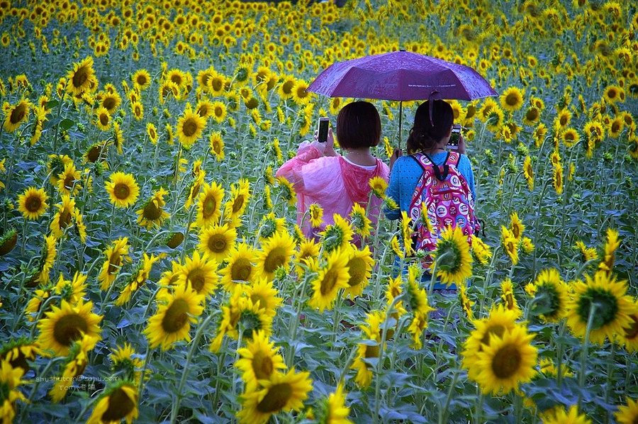 "葵花印象"向日葵和云朵的趣图.