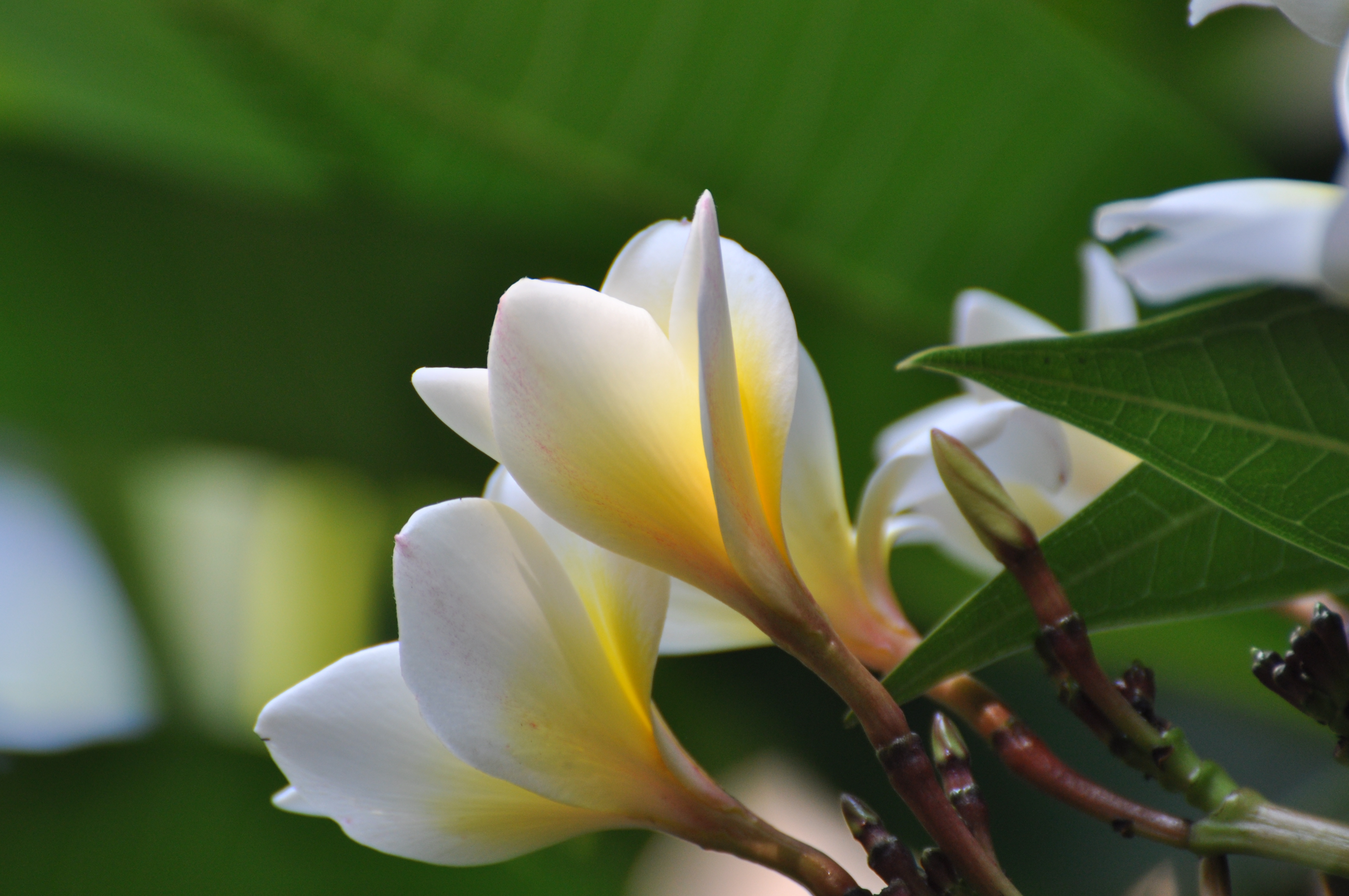 鸡蛋花