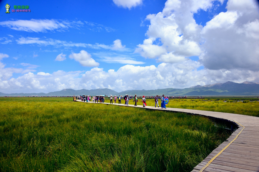 诺尔盖大草原花湖风景