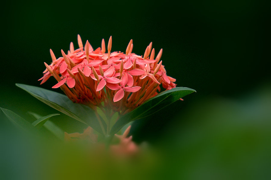 龙船花