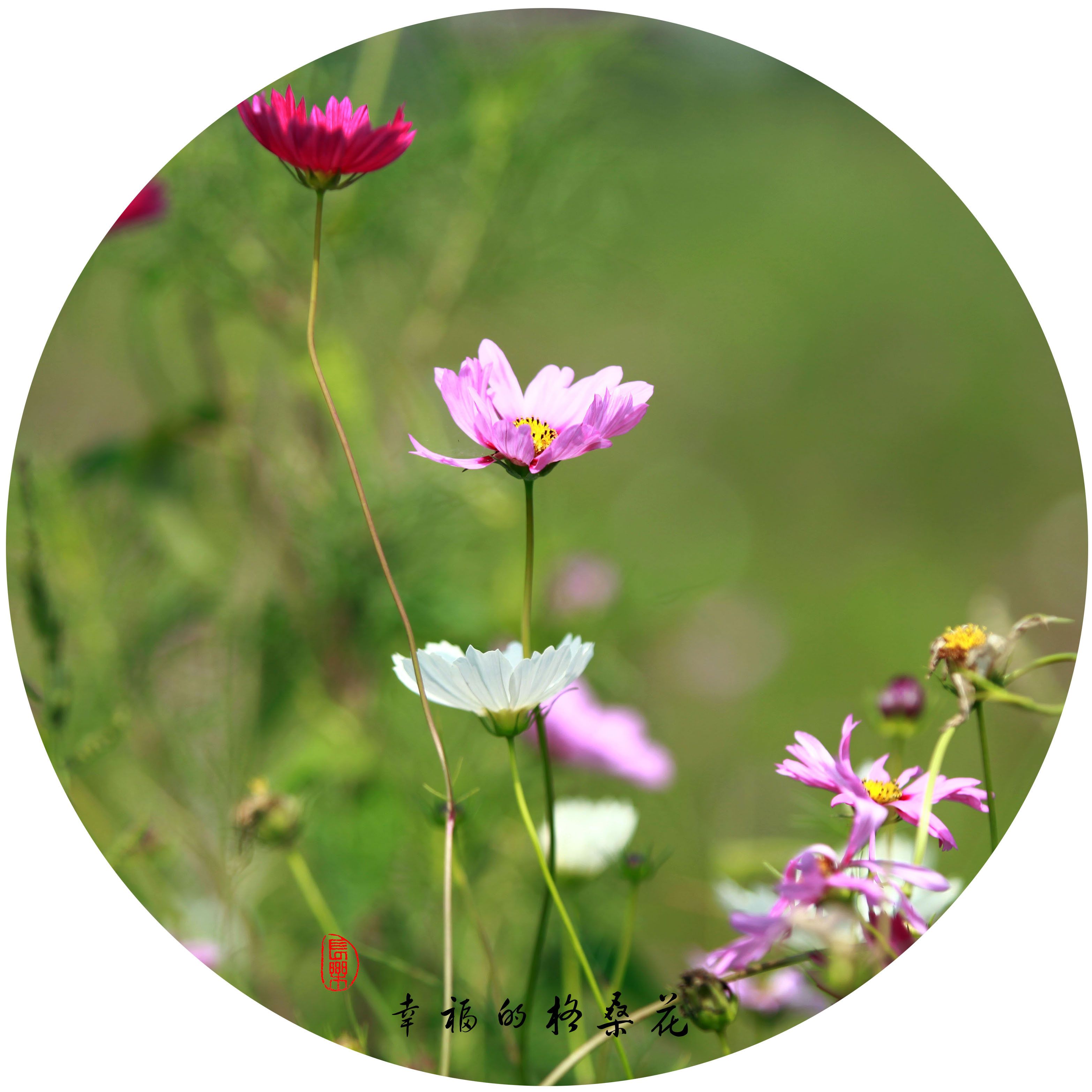 幸福的格桑花