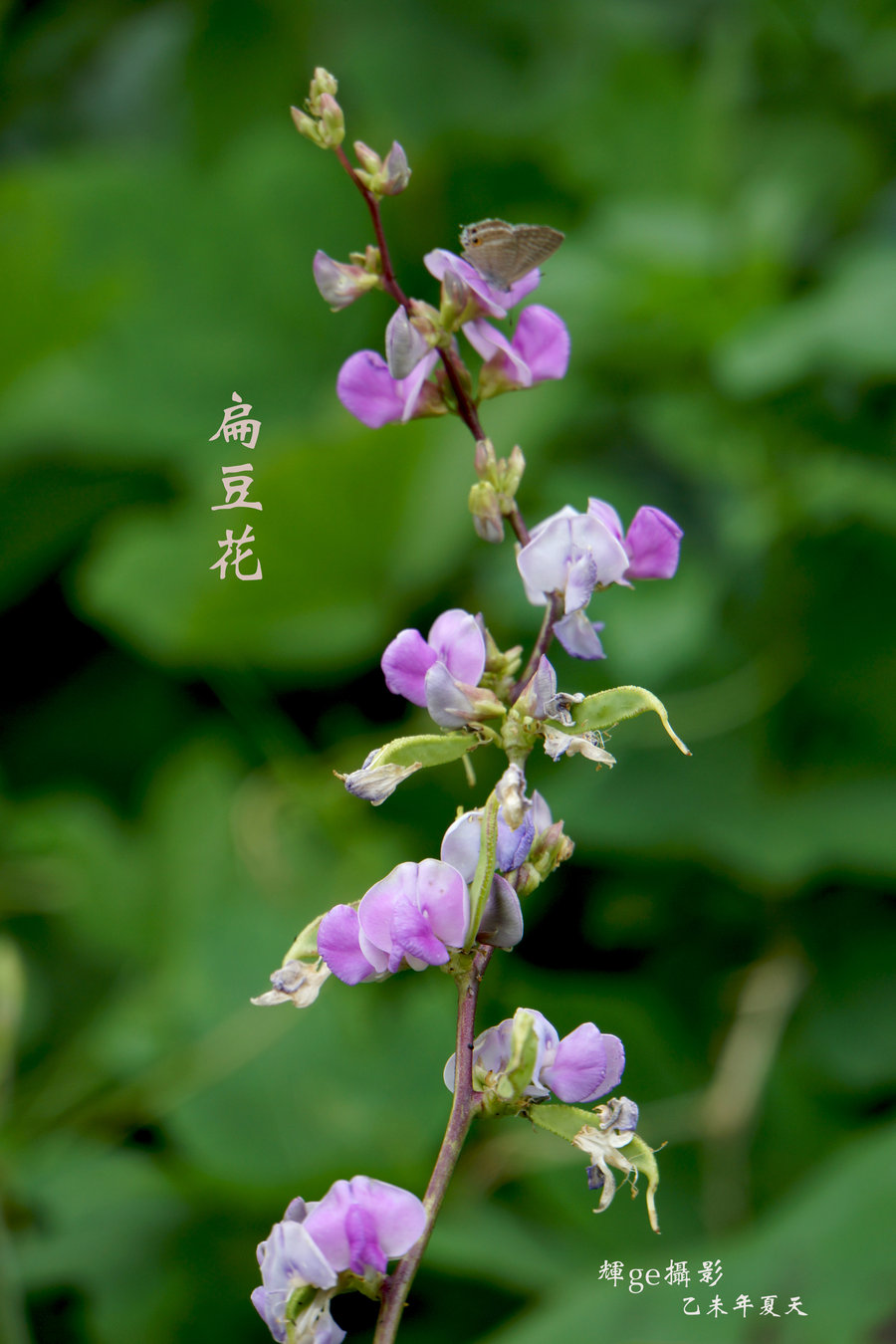 【扁豆花摄影图片】顺德伦教北海村生态摄影_辉ge的春天_太平洋电脑网