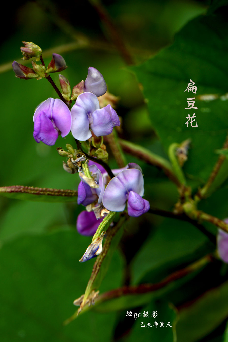 【扁豆花摄影图片】顺德伦教北海村生态摄影_辉ge的春天_太平洋电脑网