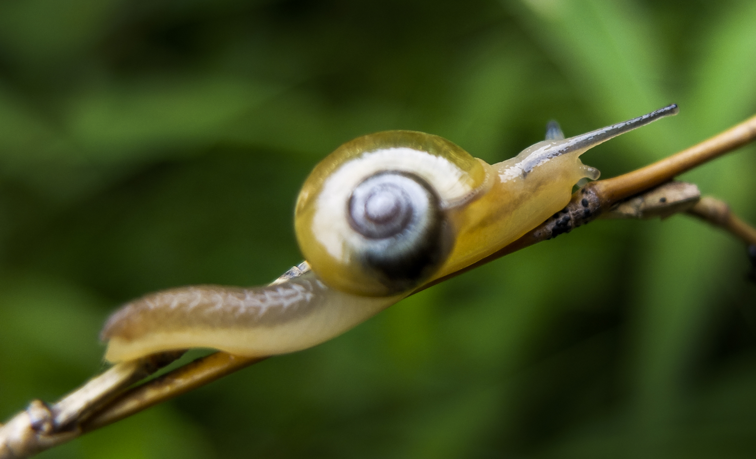 【微距作品—蜗牛摄影图片】生态摄影_太平洋电脑网摄影部落