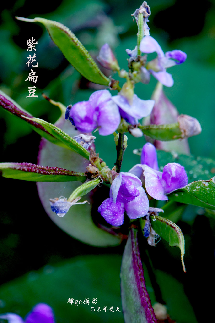 【紫花扁豆摄影图片】顺德伦教北海村生态摄影_太平洋电脑网摄影部落