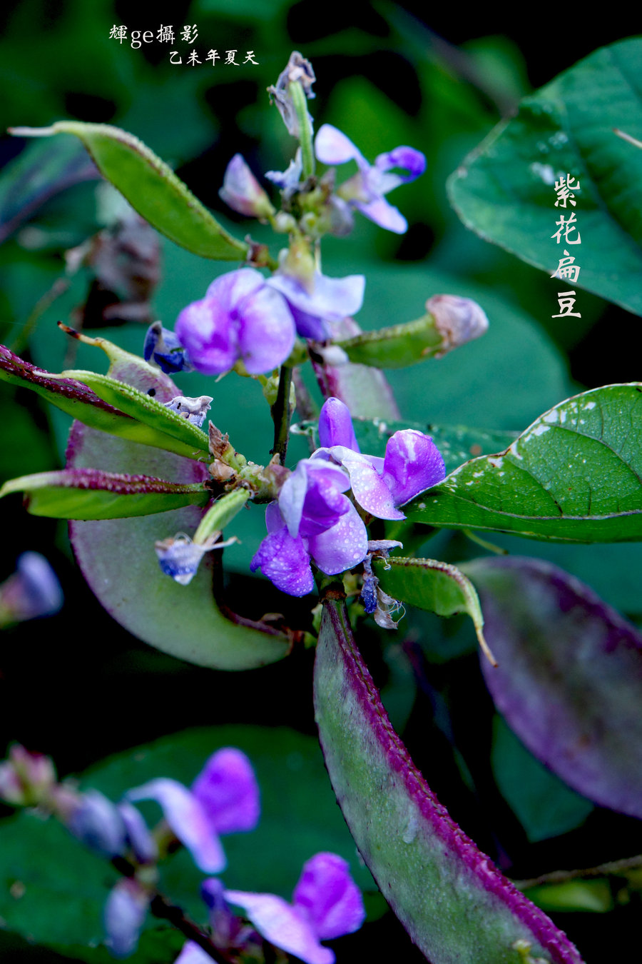 【紫花扁豆摄影图片】顺德伦教北海村生态摄影_太平洋电脑网摄影部落