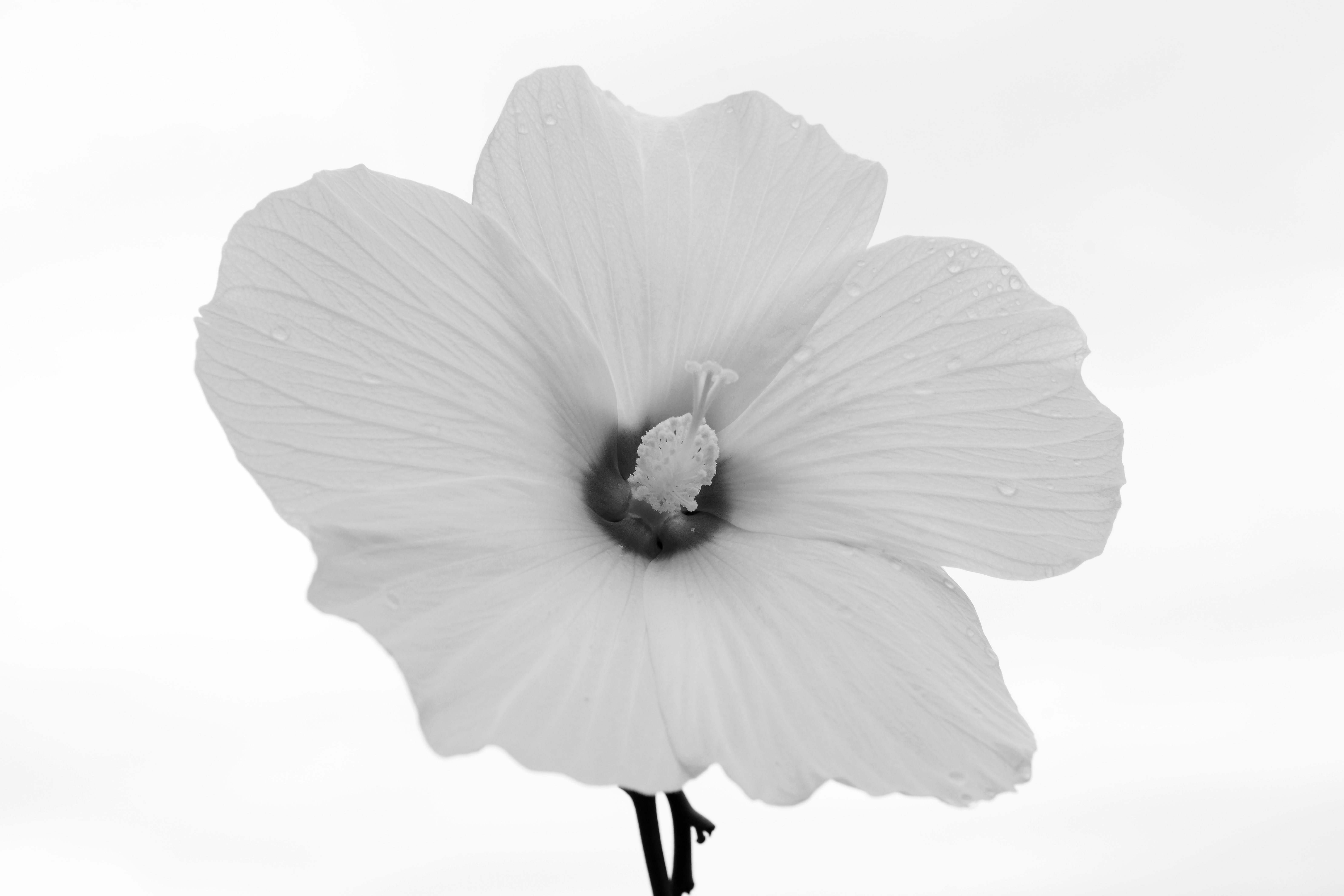手绘黑白花朵矢量元素图片素材免费下载 - 觅知网
