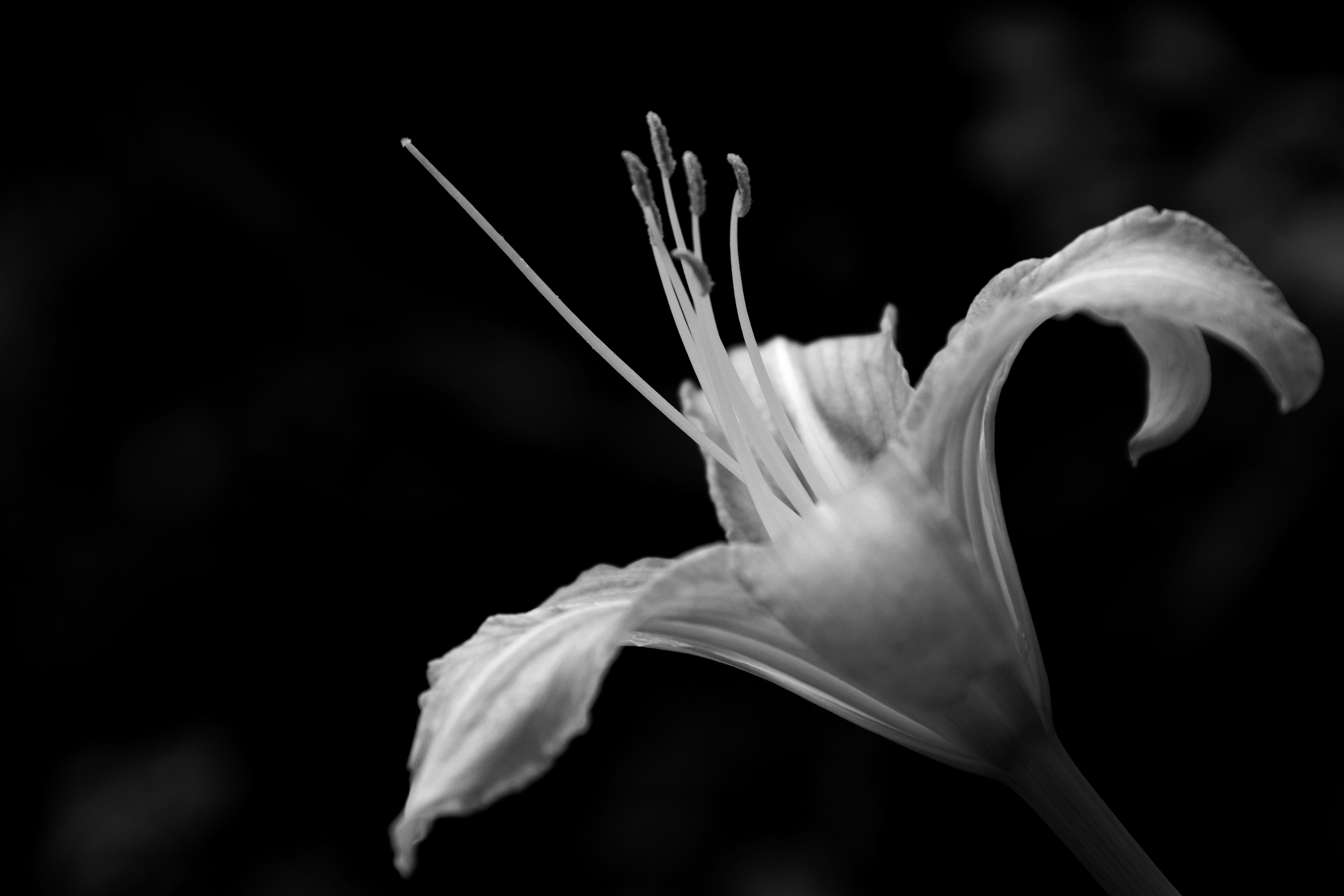 Free Images : nature, blossom, black and white, plant, leaf, petal ...