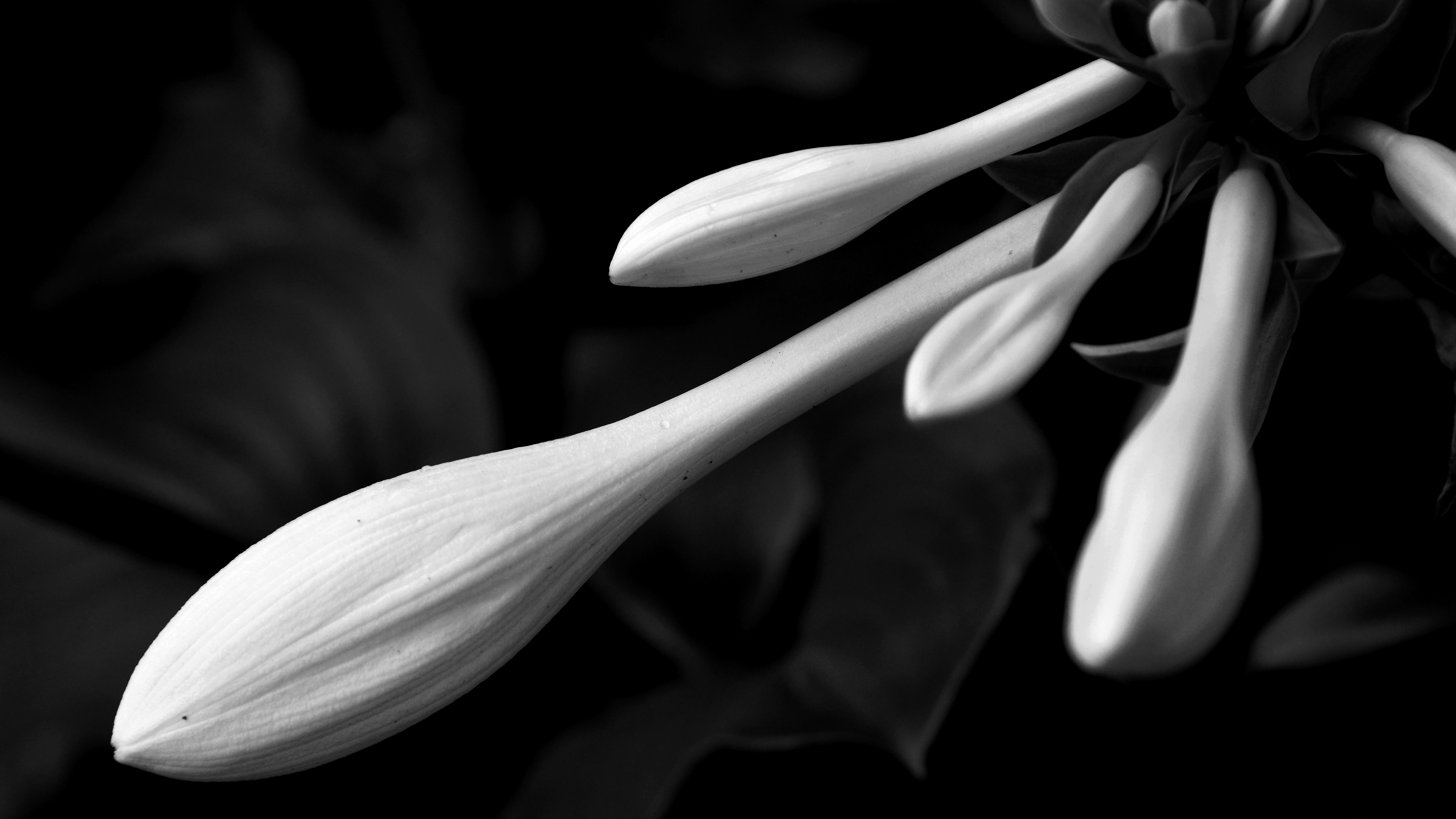 图片素材 : 黑与白, 厂, 白色, 花瓣, 花的, 爱, 浪漫, 黑暗, 黑色, 特写, 宏观摄影, 开花植物, 玫瑰家庭, 静物摄影 ...