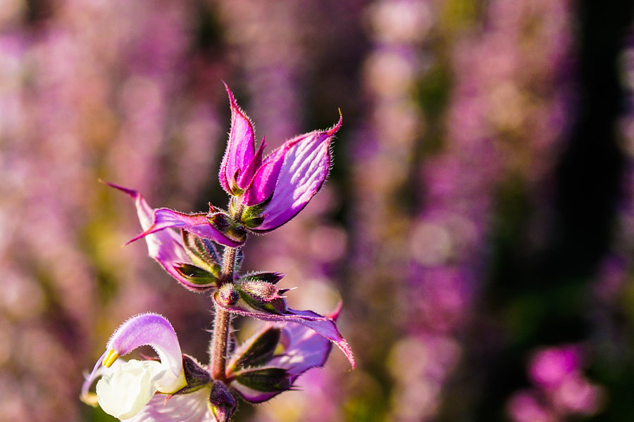 紫苏花