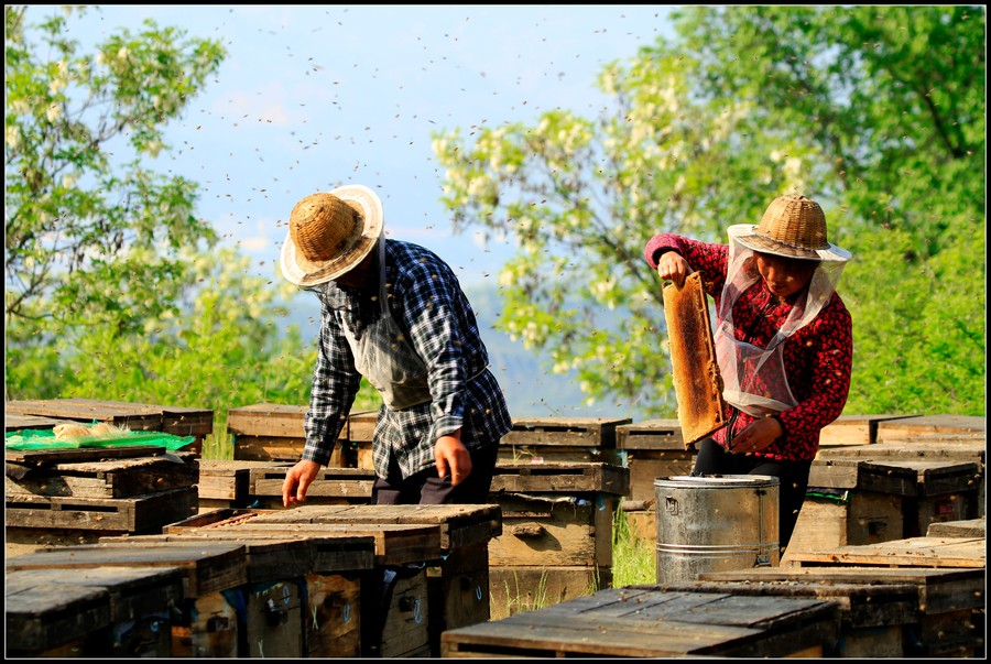 【养蜂人摄影图片】纪实摄影_太平洋电脑网摄影部落
