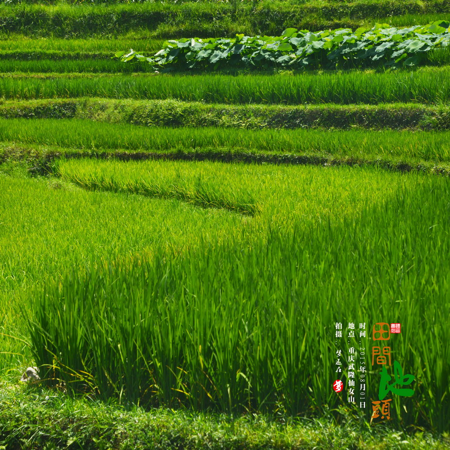 田间地头