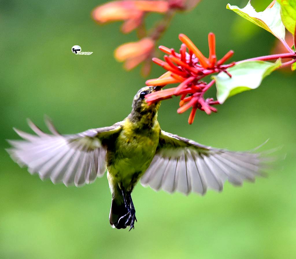 花蜜鸟