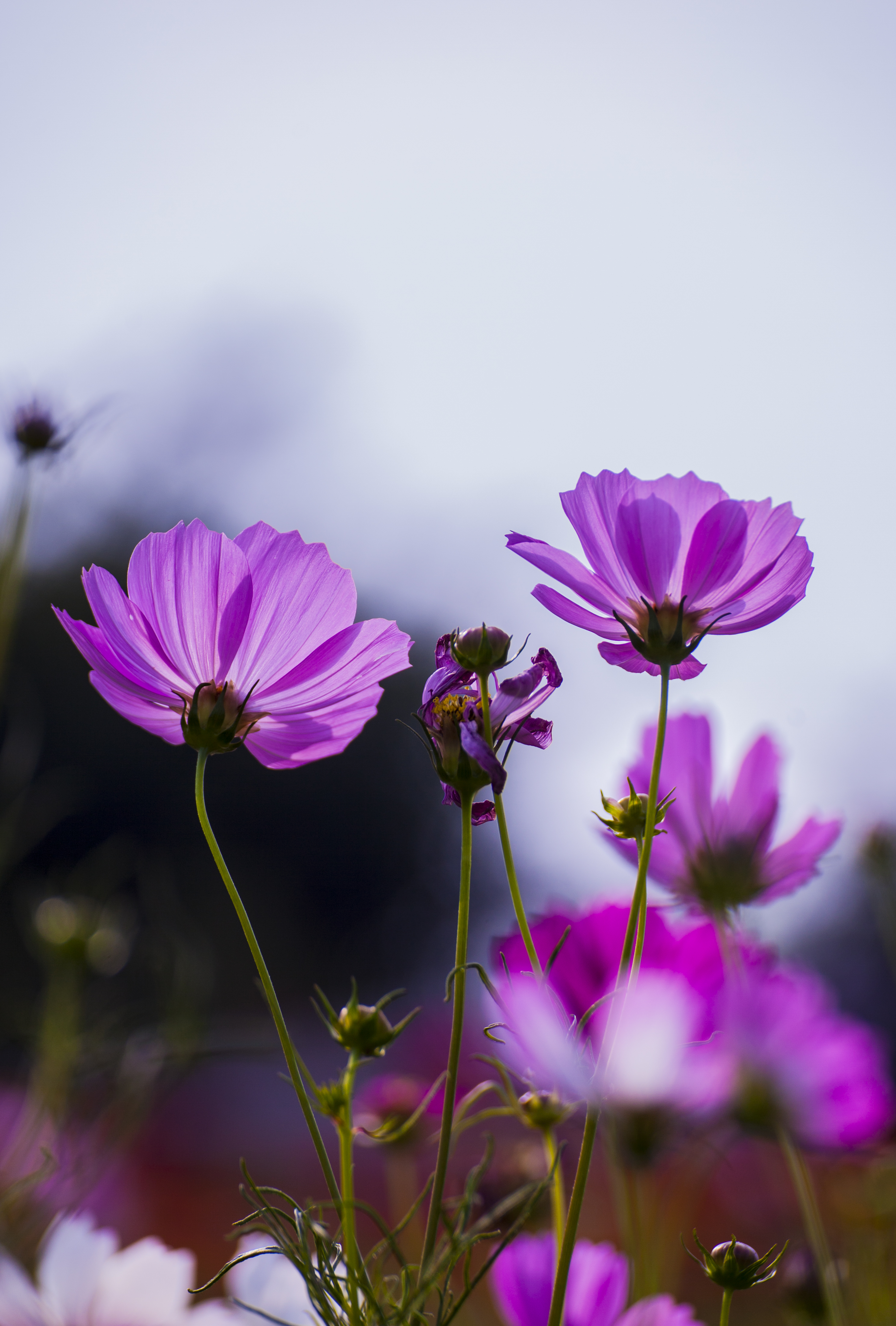 清新波斯菊