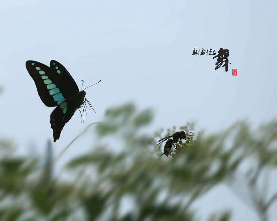 翩翩起舞