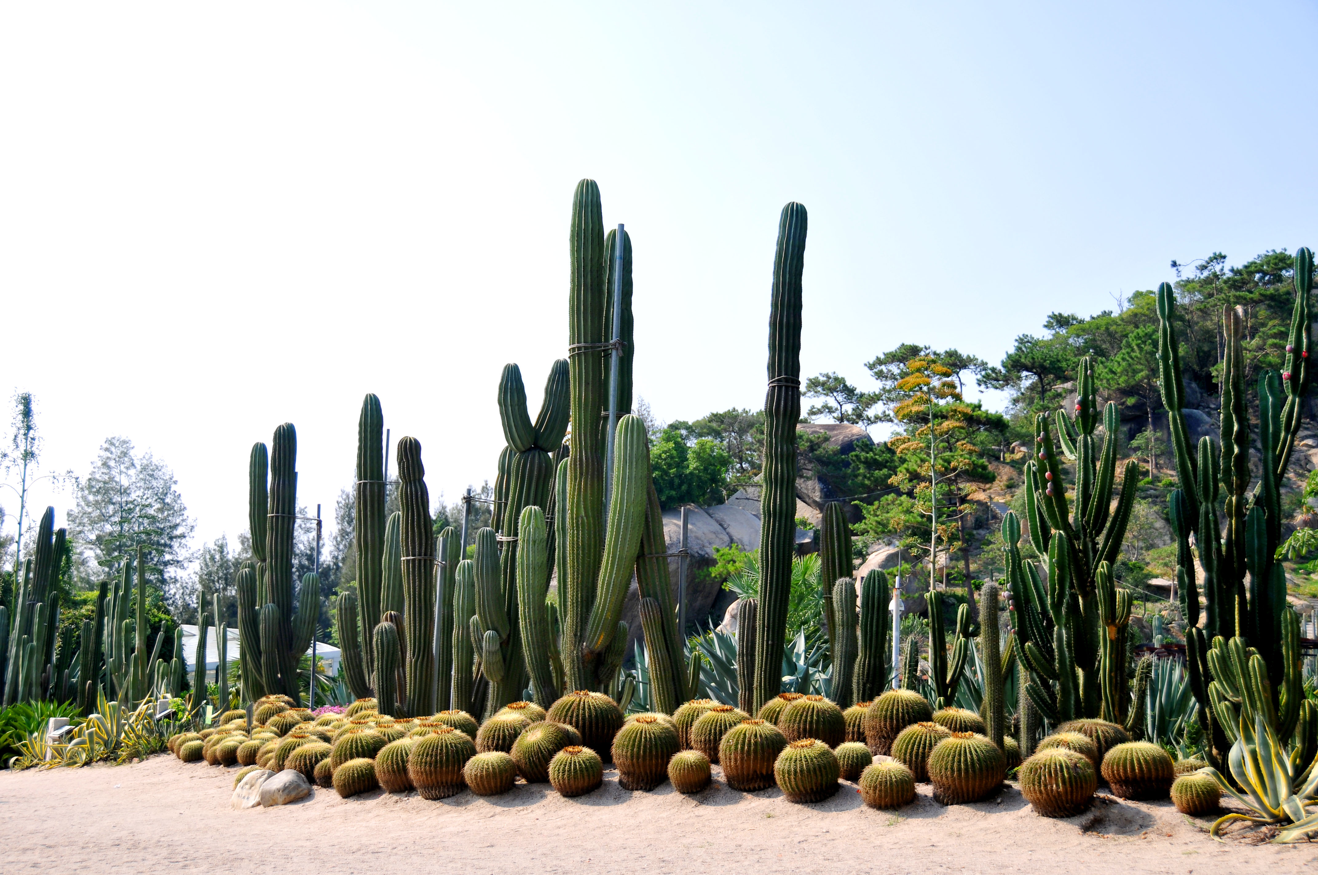 厦门万石植物园——仙人掌