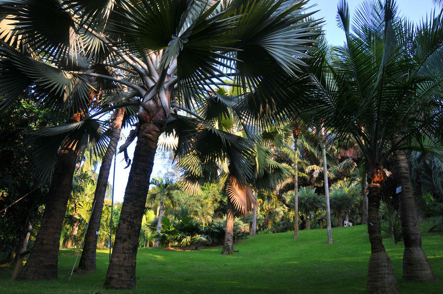 【棕榈树--厦门万石植物园摄影图片】厦门生态