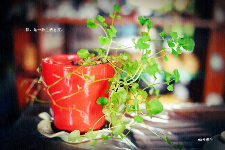 【聆听岁月里的美好摄影图片】广州陶然茶业生