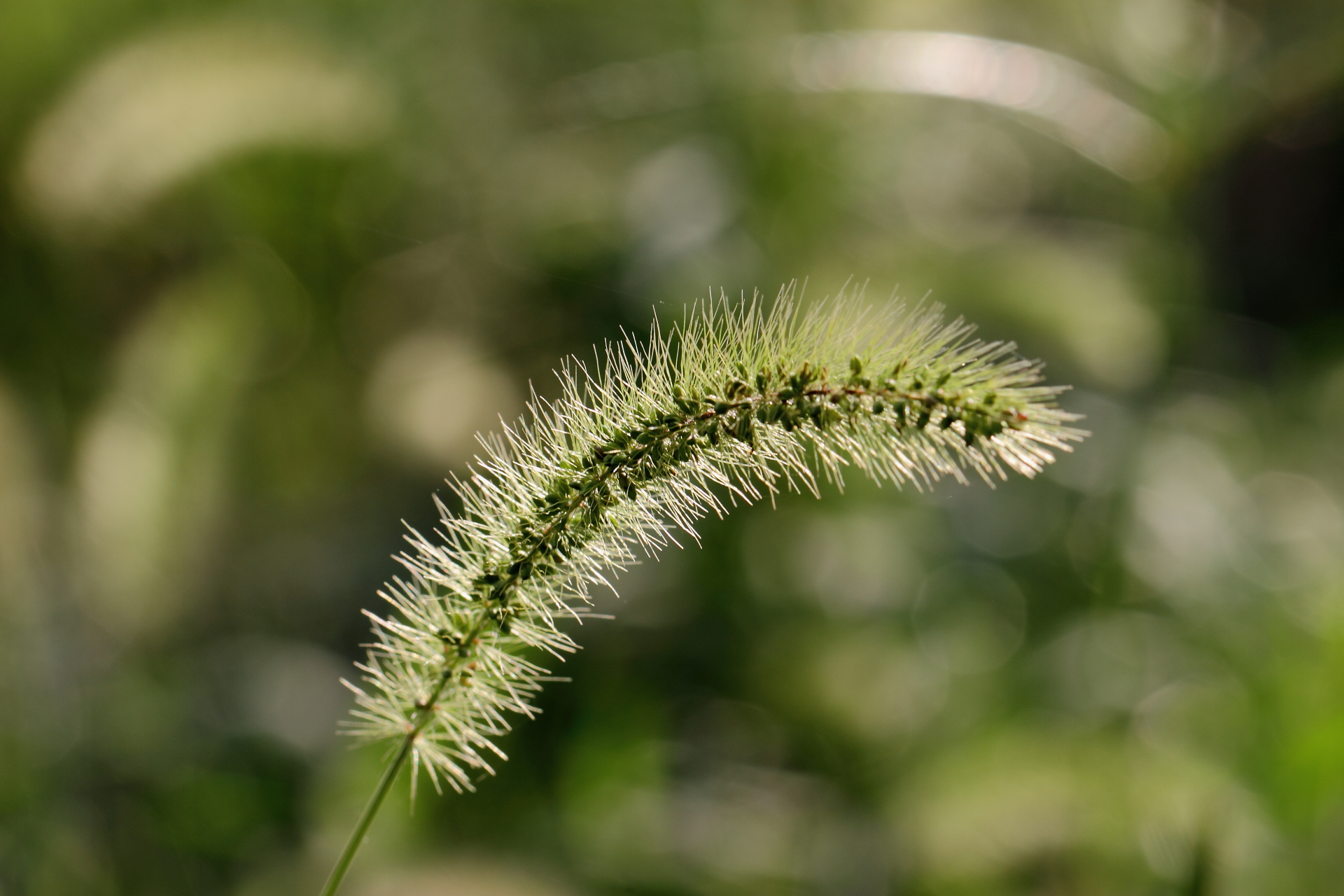 有花有草大自然