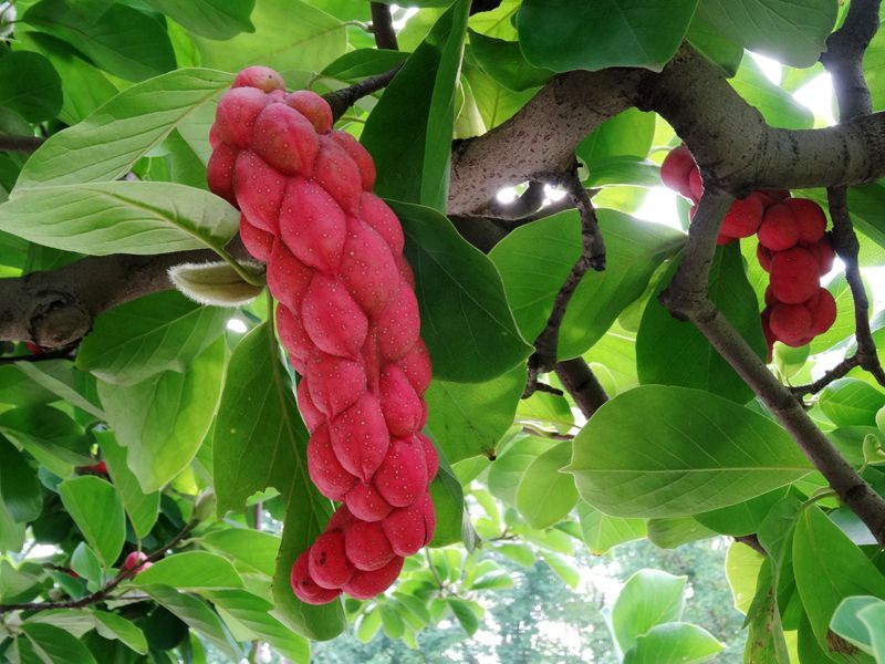 玉兰花果