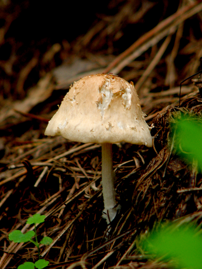 东北特产蘑菇