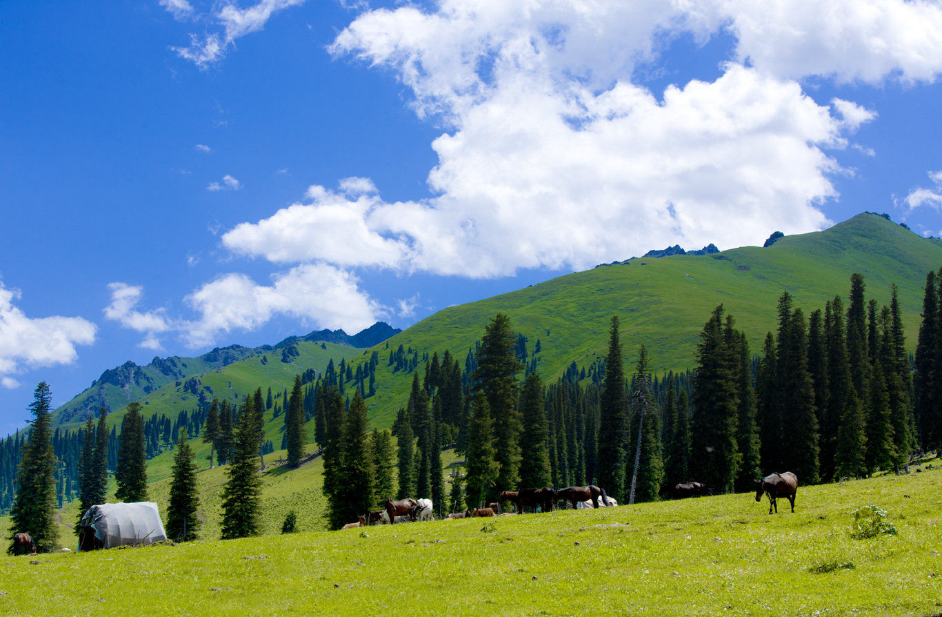 2022那拉提旅游风景区游玩攻略,绿盈盈的山坡上牛🐂羊🐑...【去哪儿攻略】