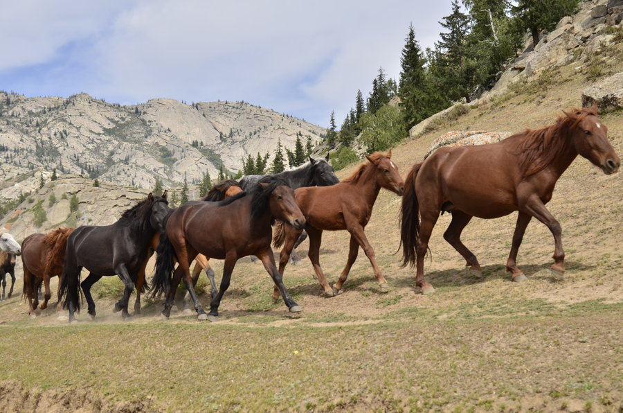 【五彩林中马蹄声摄影图片】新疆风光旅游摄影