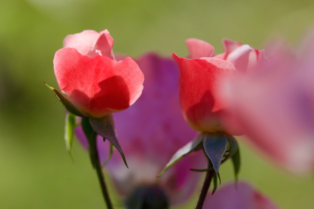 花花世界