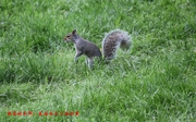 可爱的小松鼠—美国长木公园摄影系列之十四