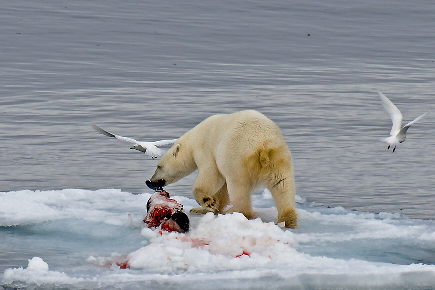 【北极熊摄影图片】北极生态摄影_松江阿维_太平洋网