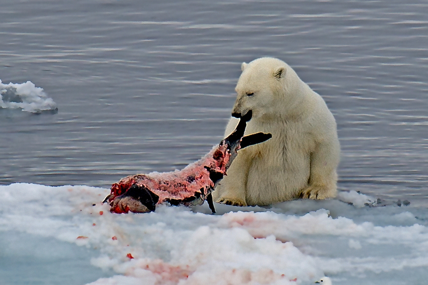 【北极熊摄影图片】北极生态摄影