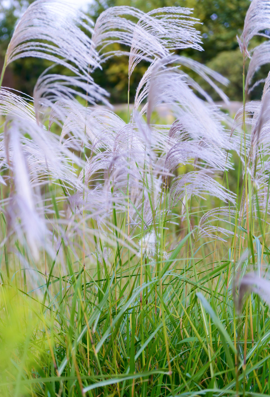 芒草蓊郁荡秋风 (/)