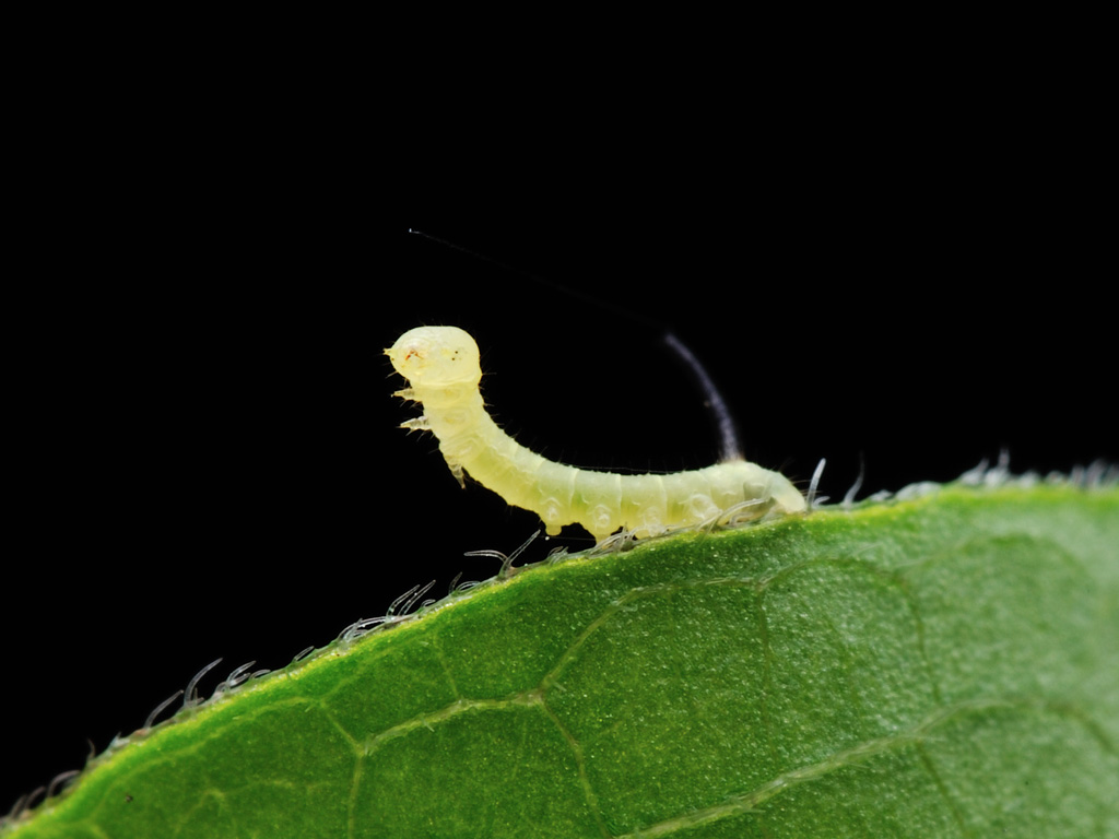 微拍小虫虫