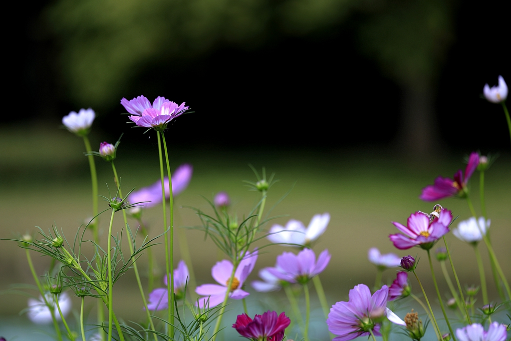 格桑花