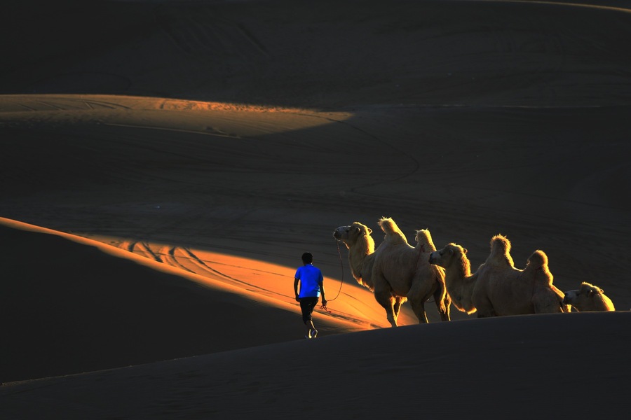 【沙漠骆驼摄影图片】新疆风光摄影_太平洋电脑网摄影部落