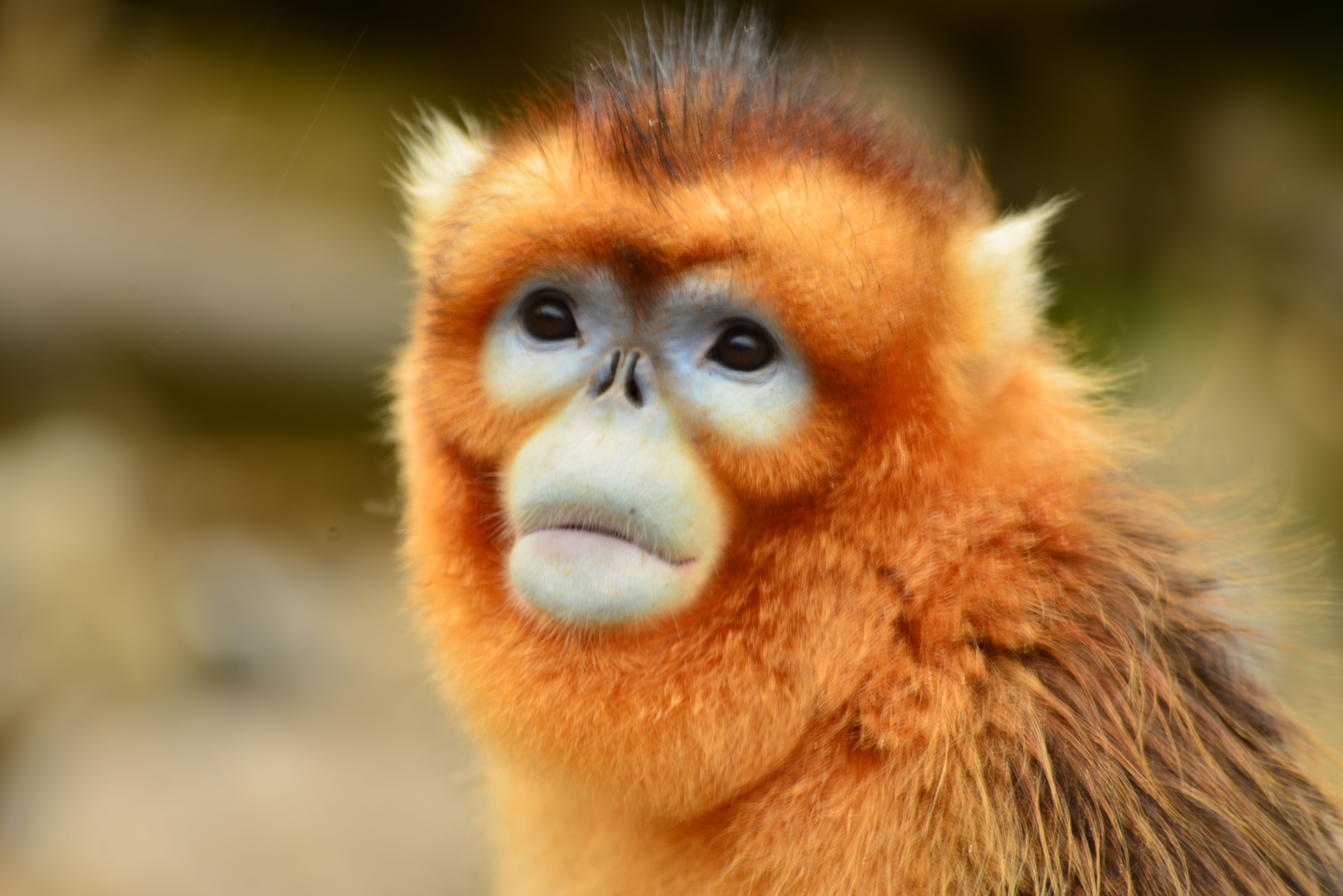 金丝猴 - 互动百科