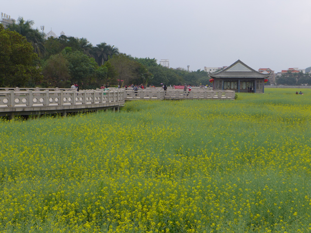 【桥头油菜花摄影图片】东莞桥头镇风光摄影_雨晨空间