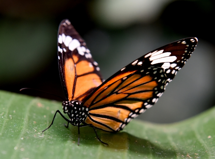 【美丽的蜕变--蝴蝶摄影图片】上海动物园生态