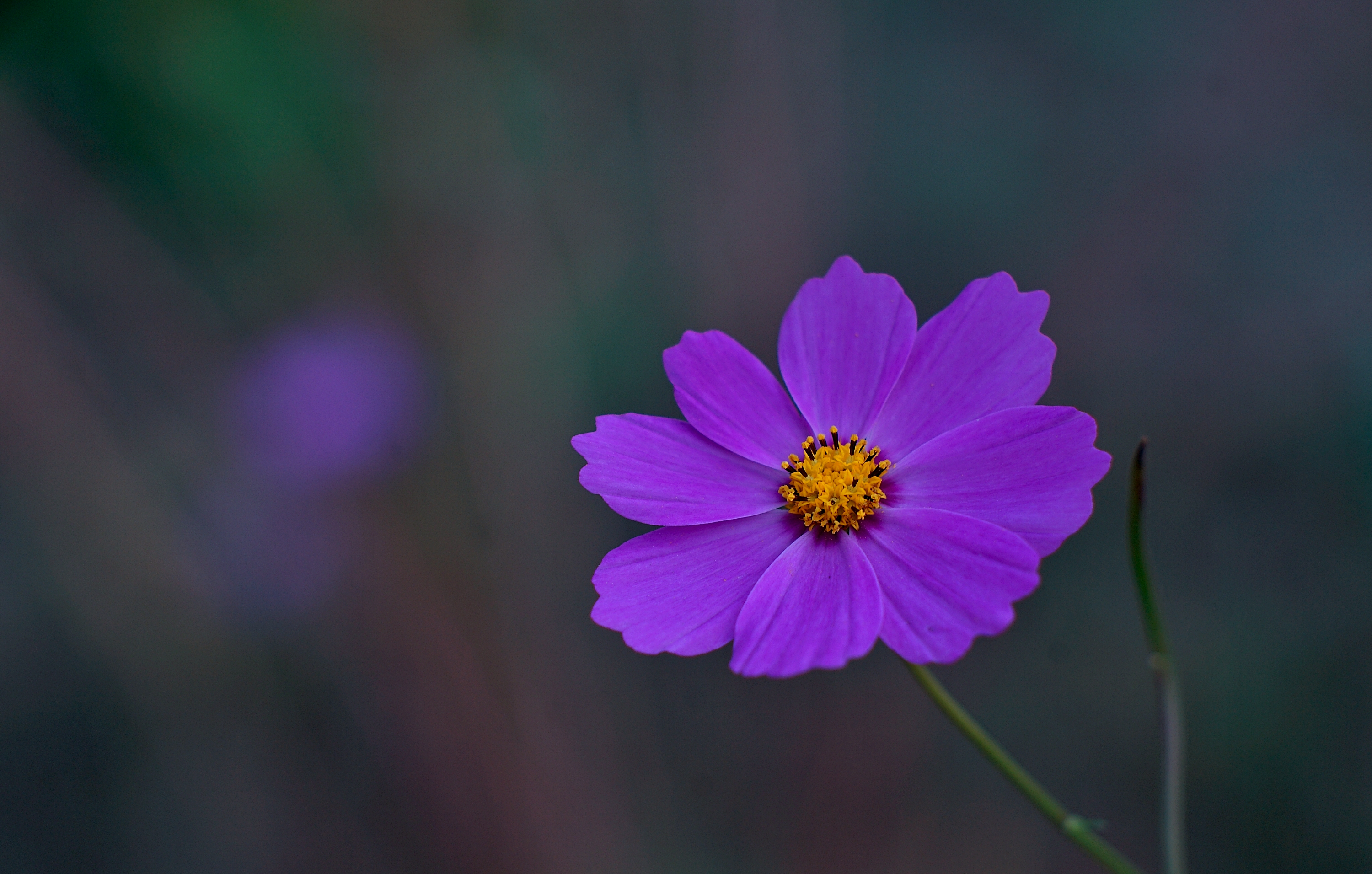 那些花儿